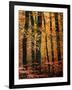 Wind in the Trees-Philippe Sainte-Laudy-Framed Photographic Print