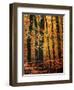 Wind in the Trees-Philippe Sainte-Laudy-Framed Photographic Print