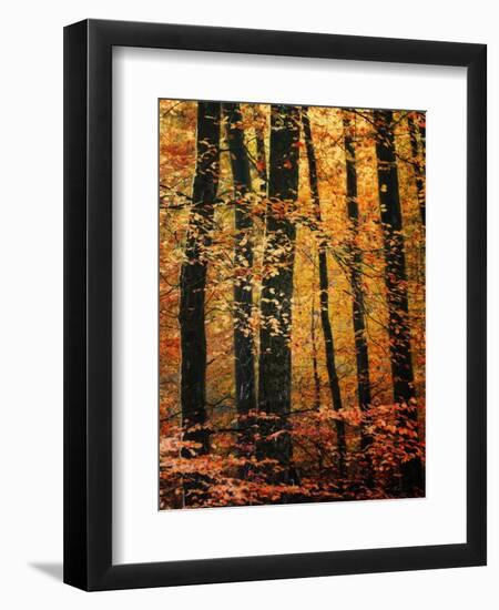 Wind in the Trees-Philippe Sainte-Laudy-Framed Photographic Print