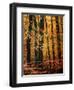 Wind in the Trees-Philippe Sainte-Laudy-Framed Photographic Print