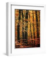 Wind in the Trees-Philippe Sainte-Laudy-Framed Photographic Print