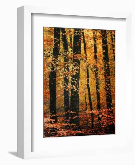 Wind in the Trees-Philippe Sainte-Laudy-Framed Photographic Print