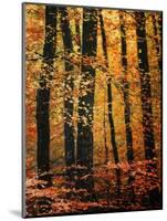 Wind in the Trees-Philippe Sainte-Laudy-Mounted Photographic Print
