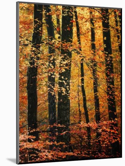 Wind in the Trees-Philippe Sainte-Laudy-Mounted Photographic Print