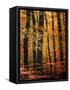Wind in the Trees-Philippe Sainte-Laudy-Framed Stretched Canvas