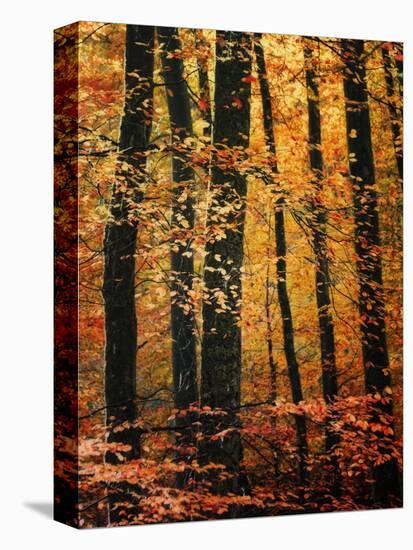 Wind in the Trees-Philippe Sainte-Laudy-Stretched Canvas