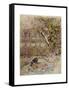 Wind in Willows, Grahame-Arthur Rackham-Framed Stretched Canvas