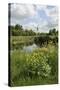 Wind Pump, Charlock (Sinapis Arvensis) Flowering in the Foreground, Wicken Fen, Cambridgeshire, UK-Terry Whittaker-Stretched Canvas