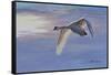 Wind Rider-Bruce Dumas-Framed Stretched Canvas