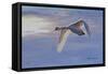 Wind Rider-Bruce Dumas-Framed Stretched Canvas