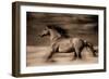 Wind Runner-Lisa Dearing-Framed Photographic Print