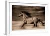 Wind Runner-Lisa Dearing-Framed Photographic Print