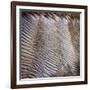 Wind Sand and Water III-Alan Hausenflock-Framed Photographic Print