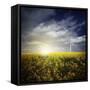 Wind Turbine in a Canola Field Against Cloudy Sky at Sunset, Denmark-null-Framed Stretched Canvas