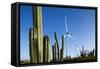 Wind Turbines and Cactus at Aruba-null-Framed Stretched Canvas