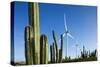 Wind Turbines and Cactus at Aruba-null-Stretched Canvas