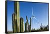 Wind Turbines and Cactus at Aruba-null-Framed Stretched Canvas