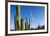 Wind Turbines and Cactus at Aruba-null-Framed Photographic Print