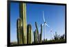 Wind Turbines and Cactus at Aruba-null-Framed Photographic Print