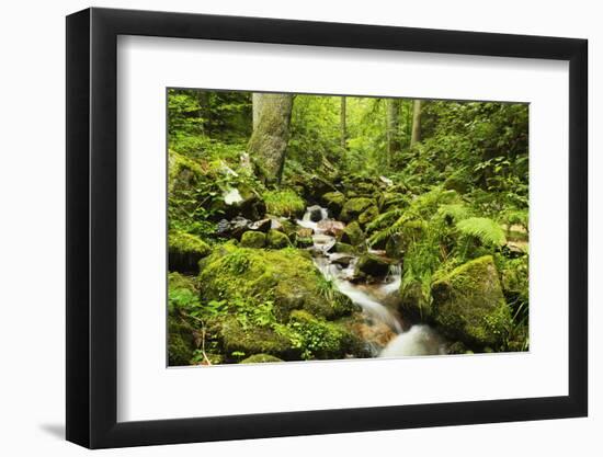 Windberg Waterfall, Near St. Blasien, Black Forest, Baden-Wurttemberg, Germany, Europe-Jochen Schlenker-Framed Premium Photographic Print