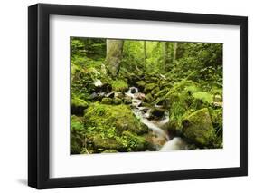 Windberg Waterfall, Near St. Blasien, Black Forest, Baden-Wurttemberg, Germany, Europe-Jochen Schlenker-Framed Premium Photographic Print