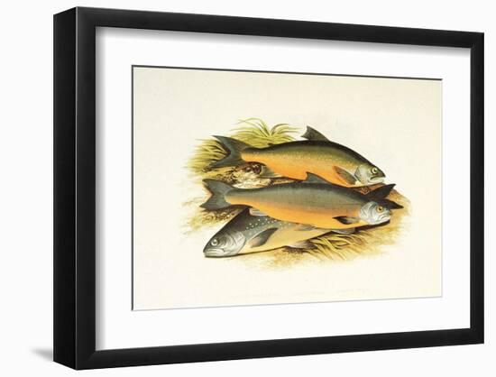 Windermere Charr-null-Framed Art Print