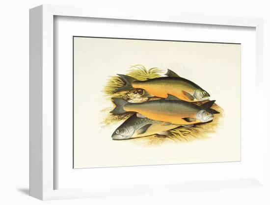 Windermere Charr-null-Framed Art Print