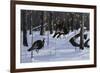 Windfall Crossing-Wilhelm Goebel-Framed Giclee Print