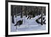 Windfall Crossing-Wilhelm Goebel-Framed Giclee Print