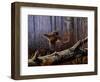 Windfall Glider - Ruffed Grouse-Wilhelm Goebel-Framed Giclee Print