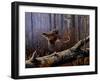 Windfall Glider - Ruffed Grouse-Wilhelm Goebel-Framed Giclee Print