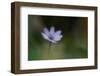 Windflower-Lotte Grønkjær-Framed Photographic Print