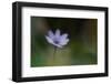 Windflower-Lotte Grønkjær-Framed Photographic Print