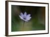 Windflower-Lotte Grønkjær-Framed Photographic Print