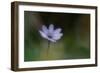 Windflower-Lotte Grønkjær-Framed Photographic Print