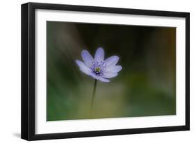 Windflower-Lotte Grønkjær-Framed Photographic Print