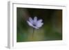 Windflower-Lotte Grønkjær-Framed Photographic Print