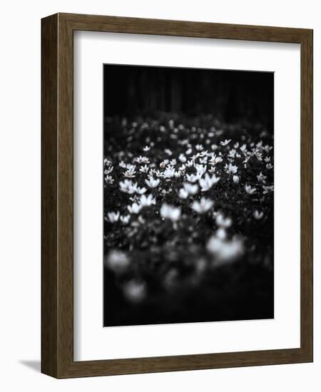 Windflowers-Design Fabrikken-Framed Photographic Print