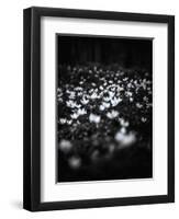 Windflowers-Design Fabrikken-Framed Photographic Print