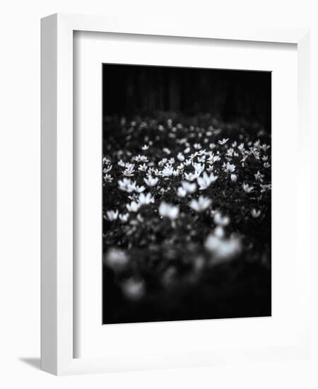 Windflowers-Design Fabrikken-Framed Photographic Print