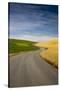 Winding Back Country Road through Winter and Spring Wheat Fields-Terry Eggers-Stretched Canvas