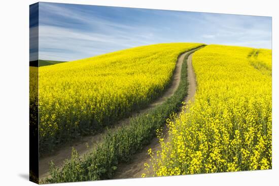 Winding dirt road through yellow field of Canola, Palouse farming region of Eastern Washington Stat-Adam Jones-Stretched Canvas
