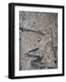 Winding Mountain Path, Near Passu, Bojal, Pakistan, Asia-Upperhall Ltd-Framed Photographic Print