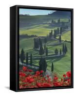 Winding Road and Poppies, Montichiello, Tuscany, Italy, Europe-Angelo Cavalli-Framed Stretched Canvas