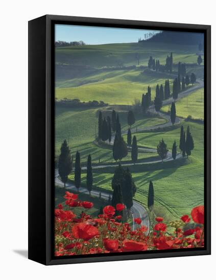 Winding Road and Poppies, Montichiello, Tuscany, Italy, Europe-Angelo Cavalli-Framed Stretched Canvas