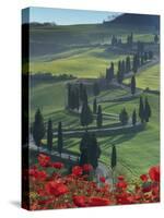 Winding Road and Poppies, Montichiello, Tuscany, Italy, Europe-Angelo Cavalli-Stretched Canvas