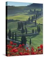 Winding Road and Poppies, Montichiello, Tuscany, Italy, Europe-Angelo Cavalli-Stretched Canvas