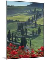 Winding Road and Poppies, Montichiello, Tuscany, Italy, Europe-Angelo Cavalli-Mounted Photographic Print