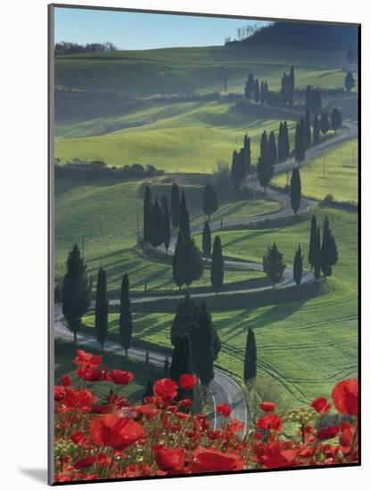 Winding Road and Poppies, Montichiello, Tuscany, Italy, Europe-Angelo Cavalli-Mounted Photographic Print