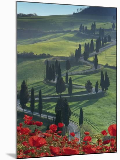 Winding Road and Poppies, Montichiello, Tuscany, Italy, Europe-Angelo Cavalli-Mounted Photographic Print